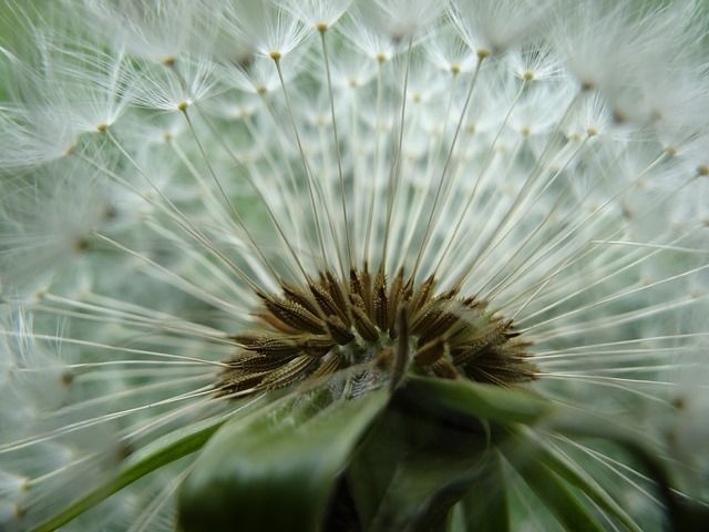 Dandelion close up