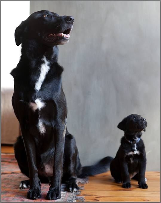 Dog and Puppy Dog and Puppy