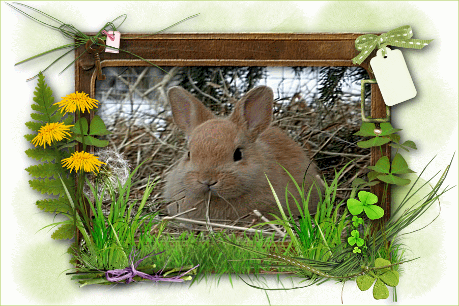 Bunny Munching Bunny Munching