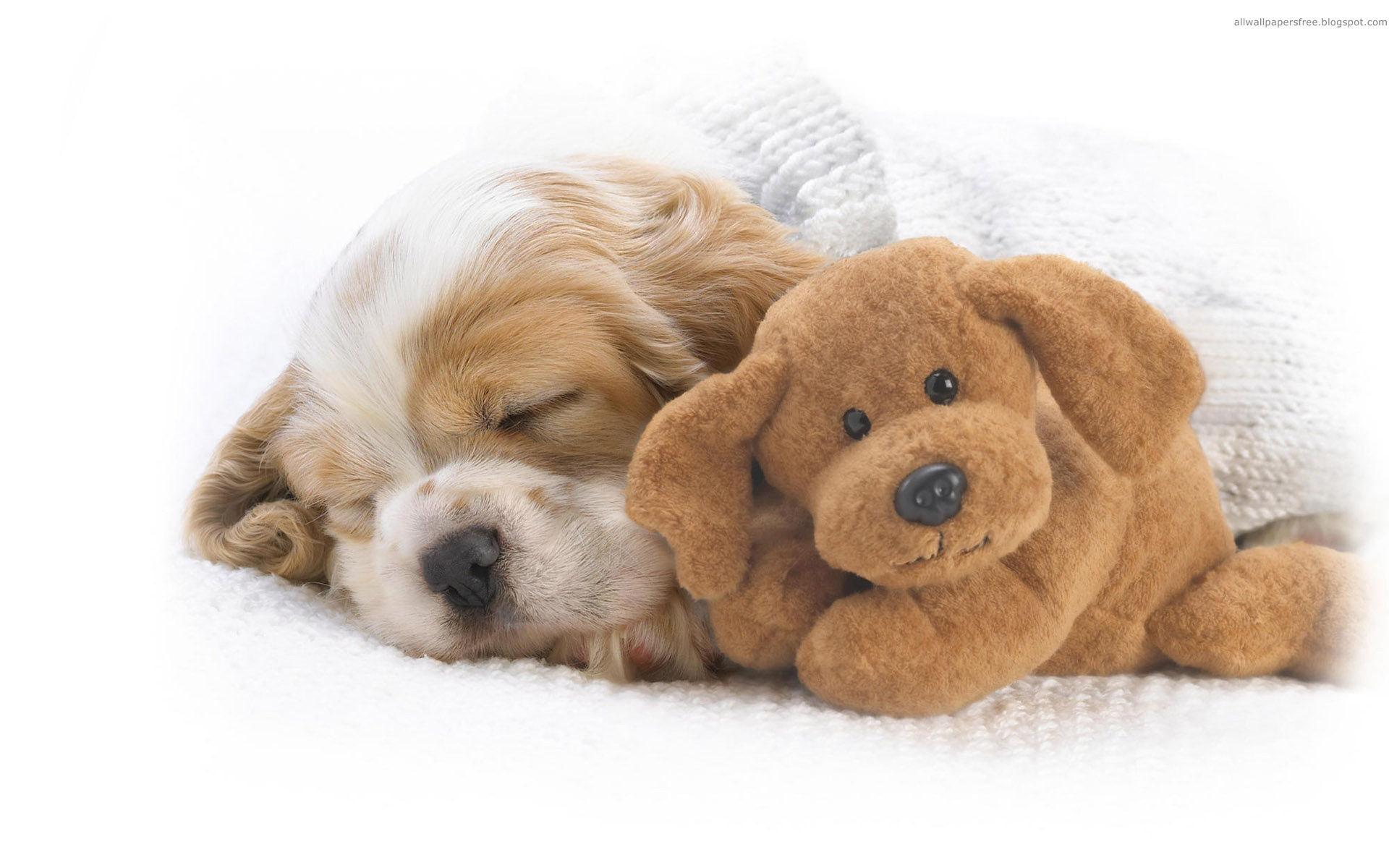 Sweet Sleeping Puppy Sweet Sleeping Puppy