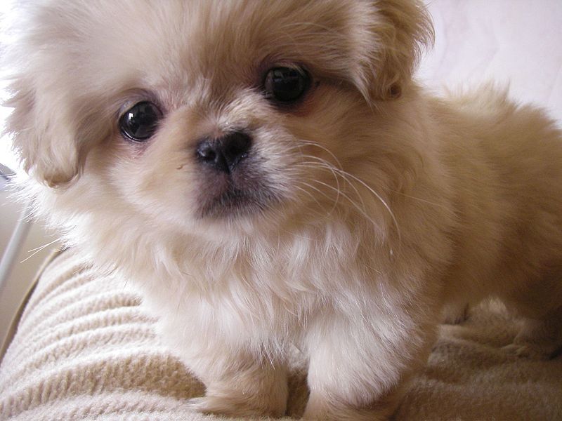 Pekingnese Puppy