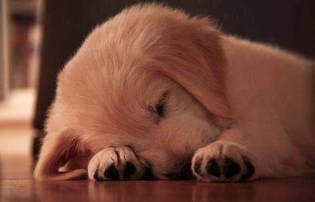 Adorable Sleeping Puppy Adorable Sleeping Puppy