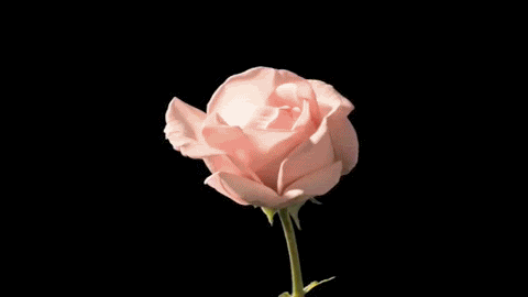 Rose Awakening... Rose Awakening...
