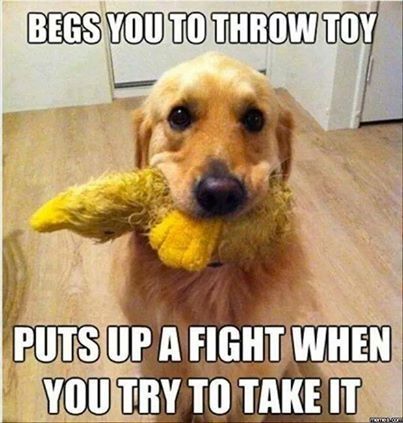 Dog and his toy