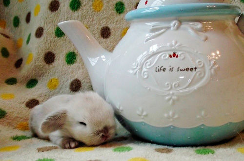 Life is Sweet for Little Bunny
