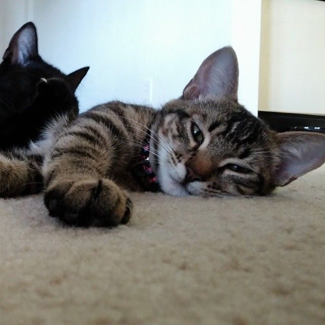 Lazy kitty