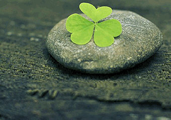 Clover on a rock