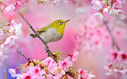 Spring Bird Spring Bird