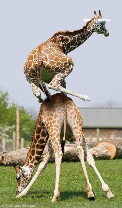 Playful Giraffes