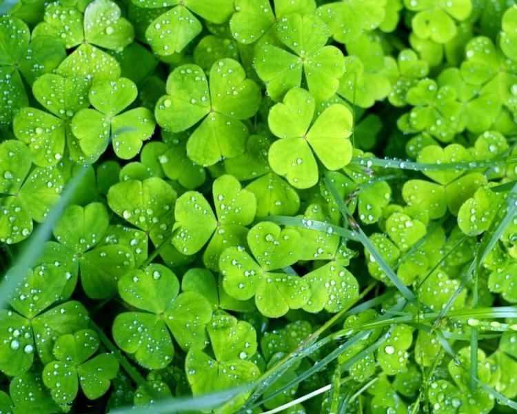Shamrocks