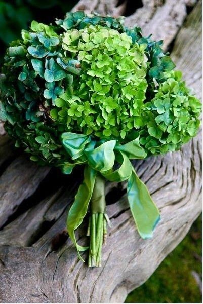 Green Hydrangeas Green Hydrangeas