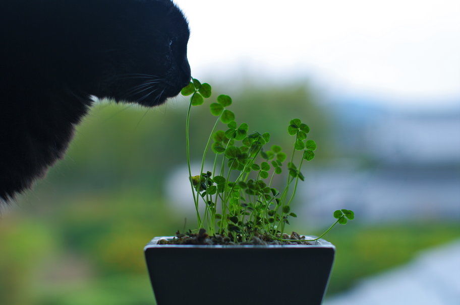 Cat smelling clovers