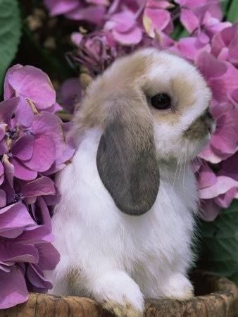 Cute Bunny Cute Bunny