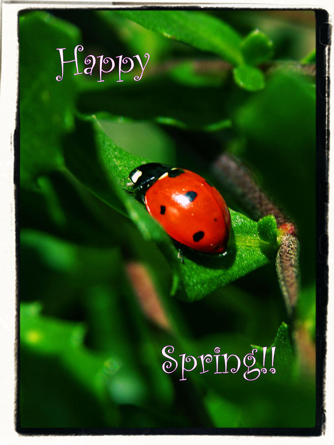 Happy Spring Happy Spring