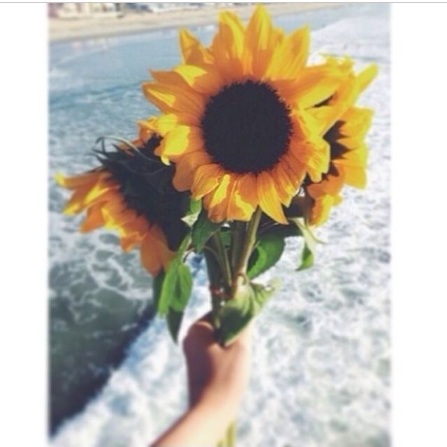 Sun Flowers Sun Flowers
