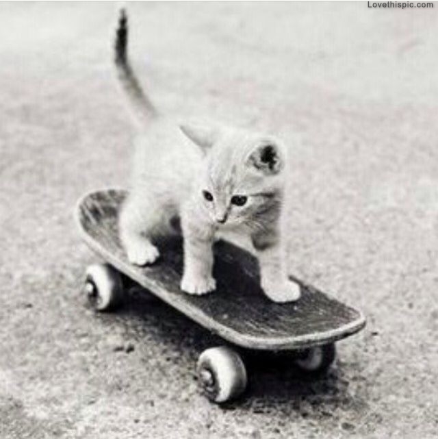 Baby Kitten Skating