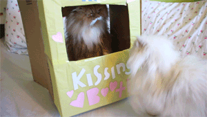 Kissing Booth Kissing Booth