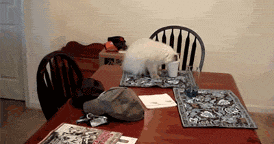 Clumsy Cat