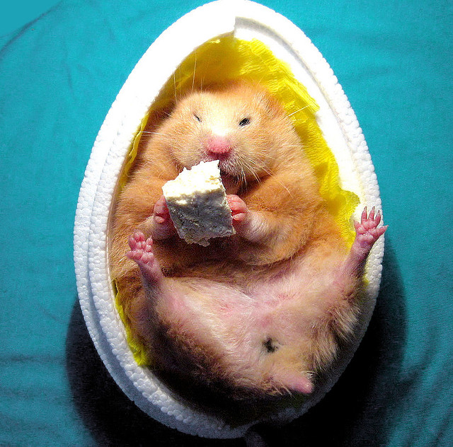 Hamster in egg Hamster in egg