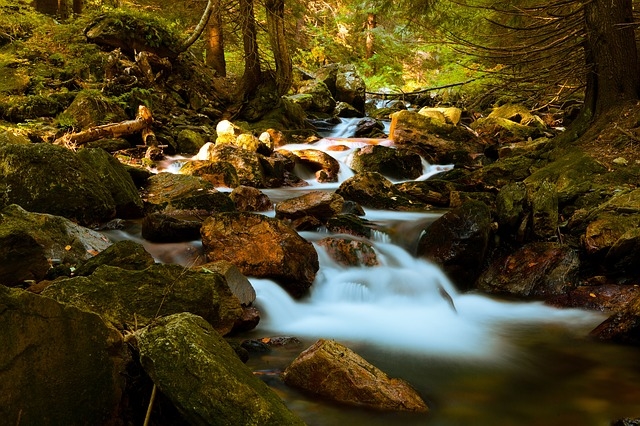 Forest landscape