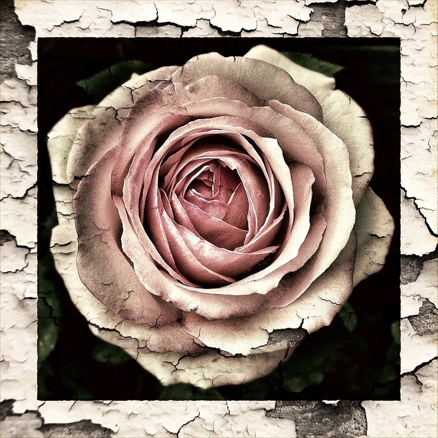 Peeling rose Peeling rose
