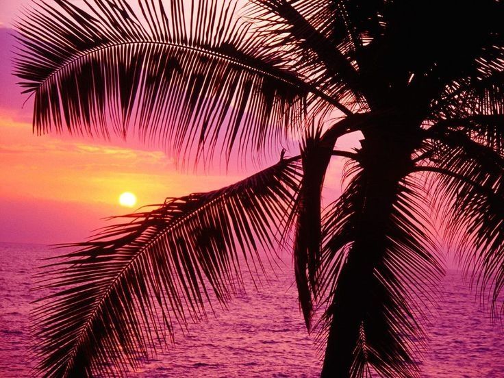 Palm Tree And Pink Sunset
