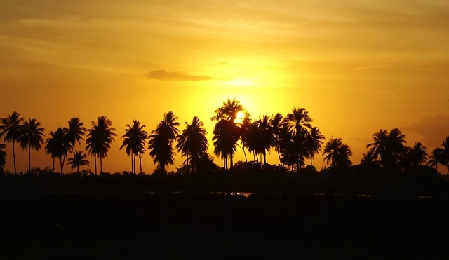 Coconut trees