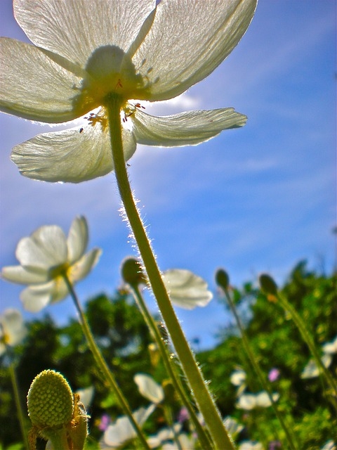 Flower in the sun Flower in the sun