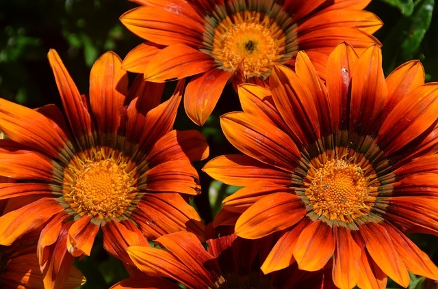 Orange Calyx