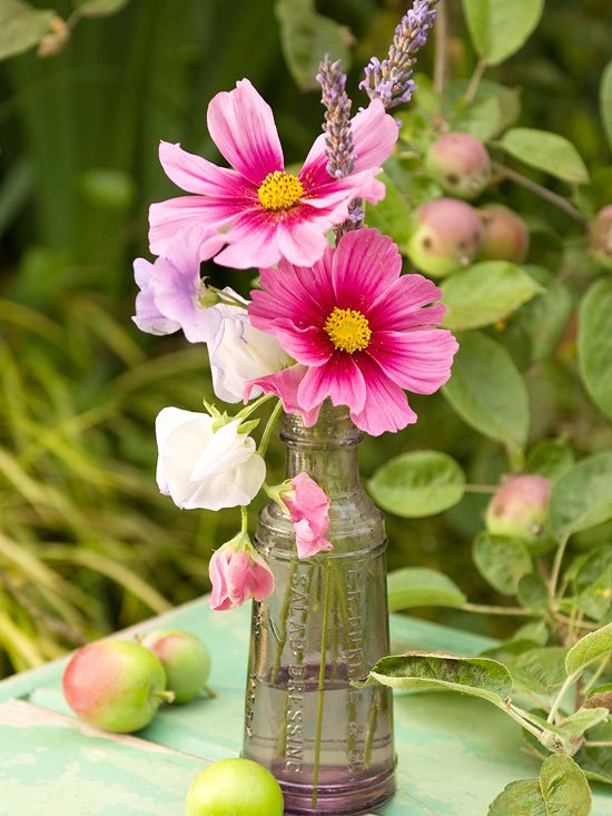 Pink Cosmos in Antique Bottle Pink Cosmos in Antique Bottle