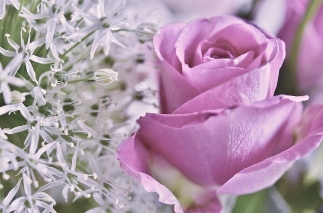 Beautiful lush rose