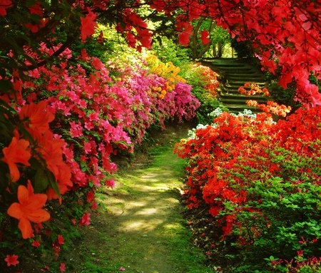 Beautiful Garden Path