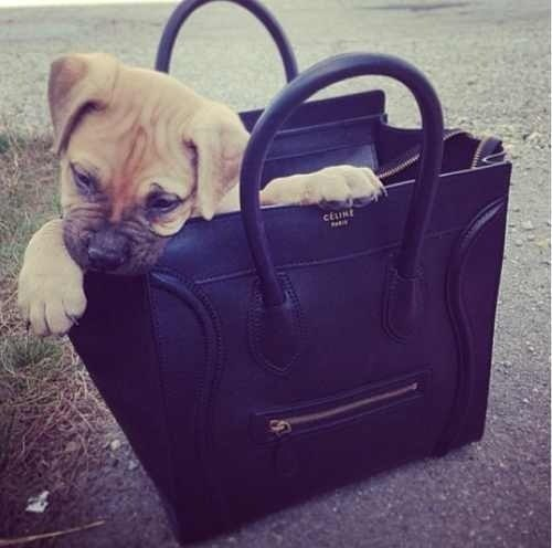 Fashion Puppy