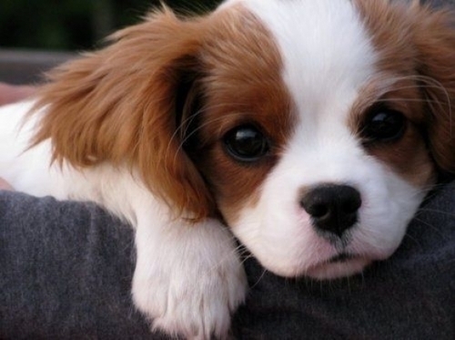 Little Sweetheart