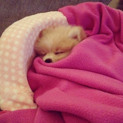 Sleeping Pom Sleeping Pom