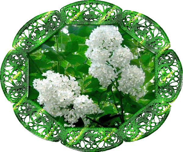 Animated White Lilacs