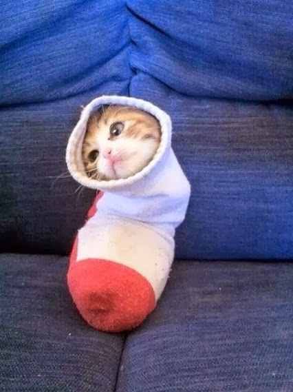 Sock Kitten