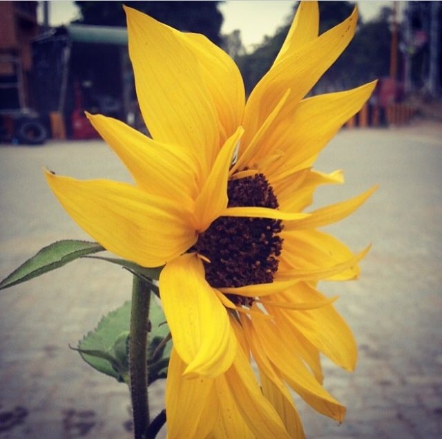 Beautiful Sun Flower Beautiful Sun Flower