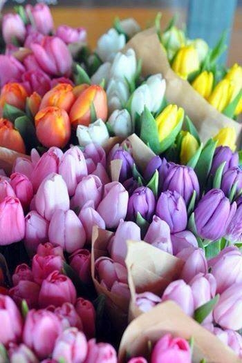 Pretty Tulips