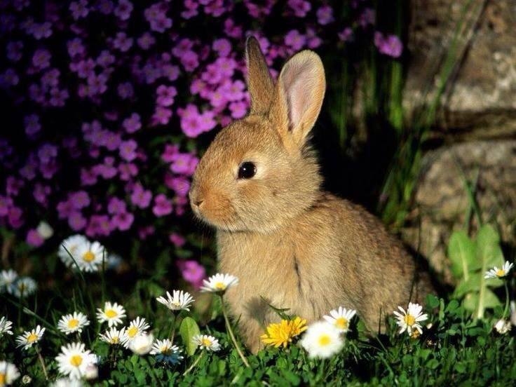 Bunny in the Springtime