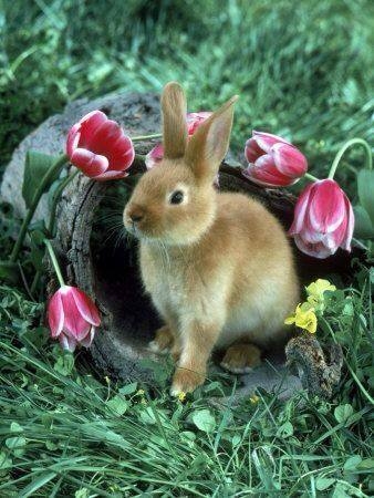 Rabbit in Spring Rabbit in Spring