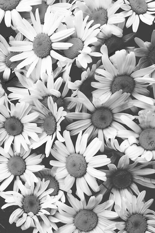 Desaturated daisies Desaturated daisies