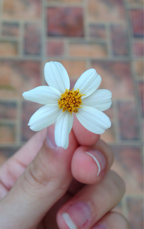 Daisy Daisy