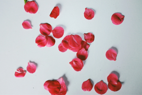 Rose petals Rose petals