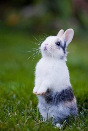 Adorable rabbit Adorable rabbit