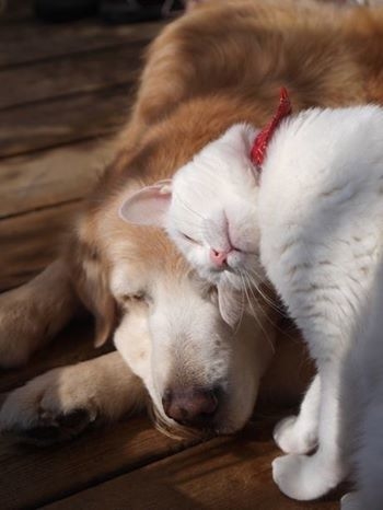 Doggy and kitty Doggy and kitty