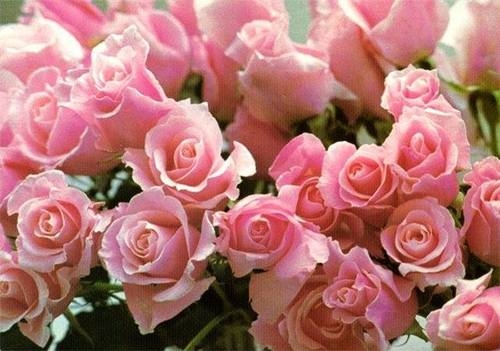 Pink roses