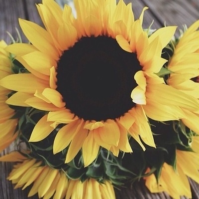 Beautiful sunflower