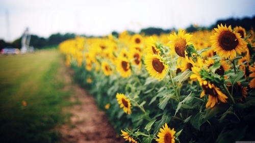 Field of sunflowers