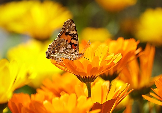 Bright spring butterfly Bright spring butterfly